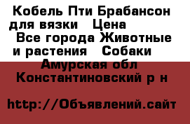 Кобель Пти Брабансон для вязки › Цена ­ 30 000 - Все города Животные и растения » Собаки   . Амурская обл.,Константиновский р-н